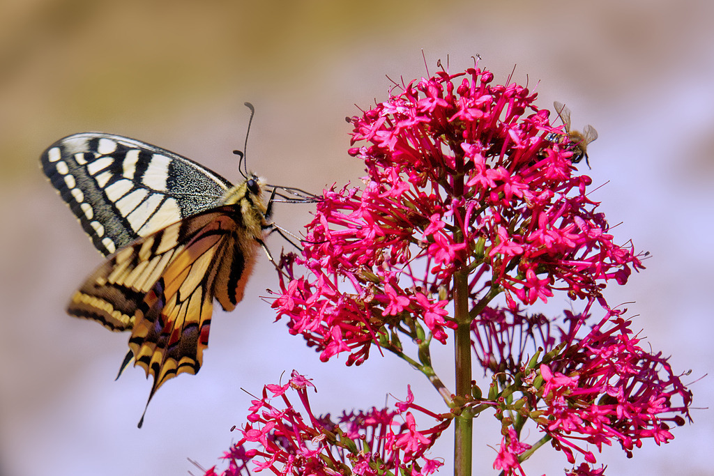 Schwalbenschwanz | In diesem Shop werden vorwiegend künstlerisch hochstehende Aufnahmen aus dem Bereich der Naturfotografie zum Verkauf angeboten. - In this store mainly artistic high quality shots from the field of nature photography are offered for sale. - Realisiert mit Pictrs.com