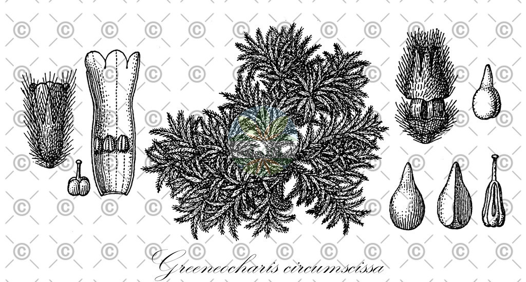 HistAbb_wfo-0000431236_2_ENZY_Simple | Historische Abbildung von Greeneocharis circumscissa - | Historical Illustration of Greeneocharis circumscissa - 