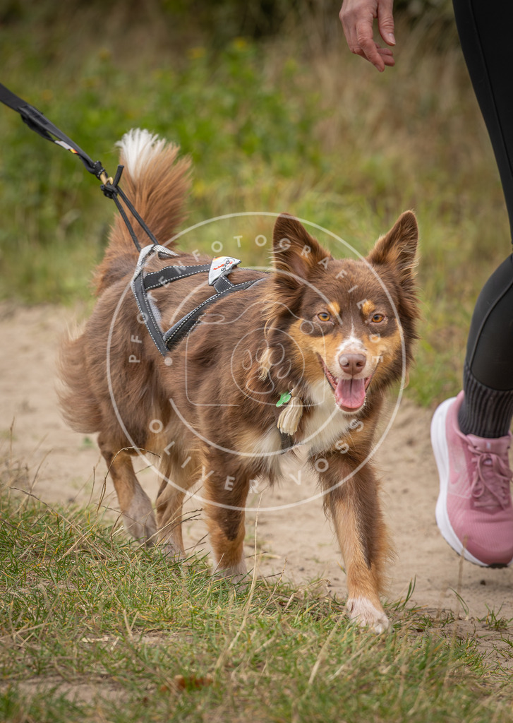 Pfotenfotografie_DV3A7020 | Hundefotografie, Tierfotograf, Pfotenfotografie, Fotoshooting Hund, Hunde Portrait, Hundesport, Hundeportraits, Heideshooting, Hunde, Sportfotograf, Hundefotograf, Turnierhundsport, THS,  - Realisiert mit Pictrs.com