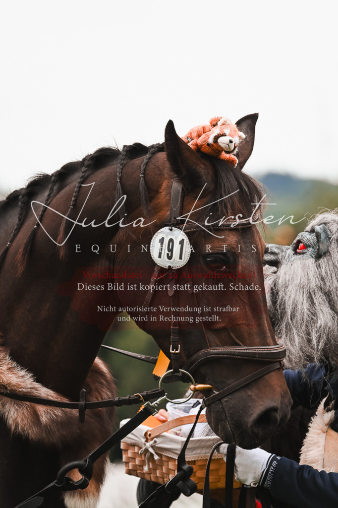 DSC_7712 | Pferde- und Turnierfotografie in Westsachsen. Pferdeportraits, Auftragszeichnungen und intuitive Kunst.