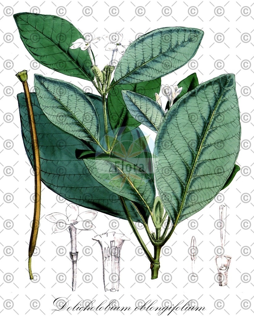 HistAbb_wfo-0000163876_1_ENZY_Simple | Historische Abbildung von Dolicholobium oblongifolium - Rubiaceae | Historical Illustration of Dolicholobium oblongifolium - Rubiaceae