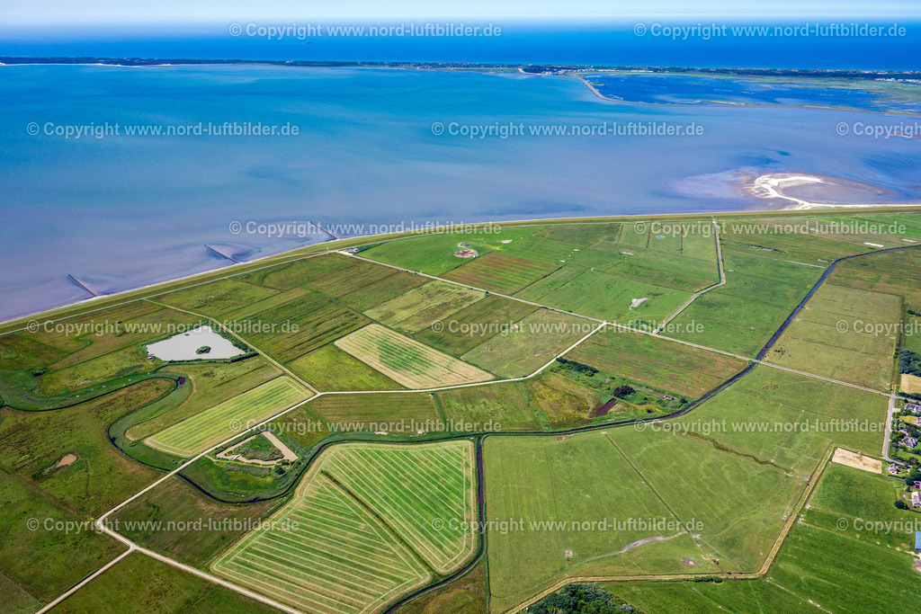 Sylt_Keitum_Wiesen_und_Felder_ELS_4189210625 | SYLT 21.06.2025 Küsten- Landschaft mit Deich- Schutzstreifen mit Schafen an der Straße Gungwai in Sylt Nordsee - Insel im Bundesland Schleswig-Holstein, Deutschland. // Coastline with dike protection strips on street Gungwai in Sylt North Sea Island in the state Schleswig-Holstein, Germany. Foto: Martin Elsen