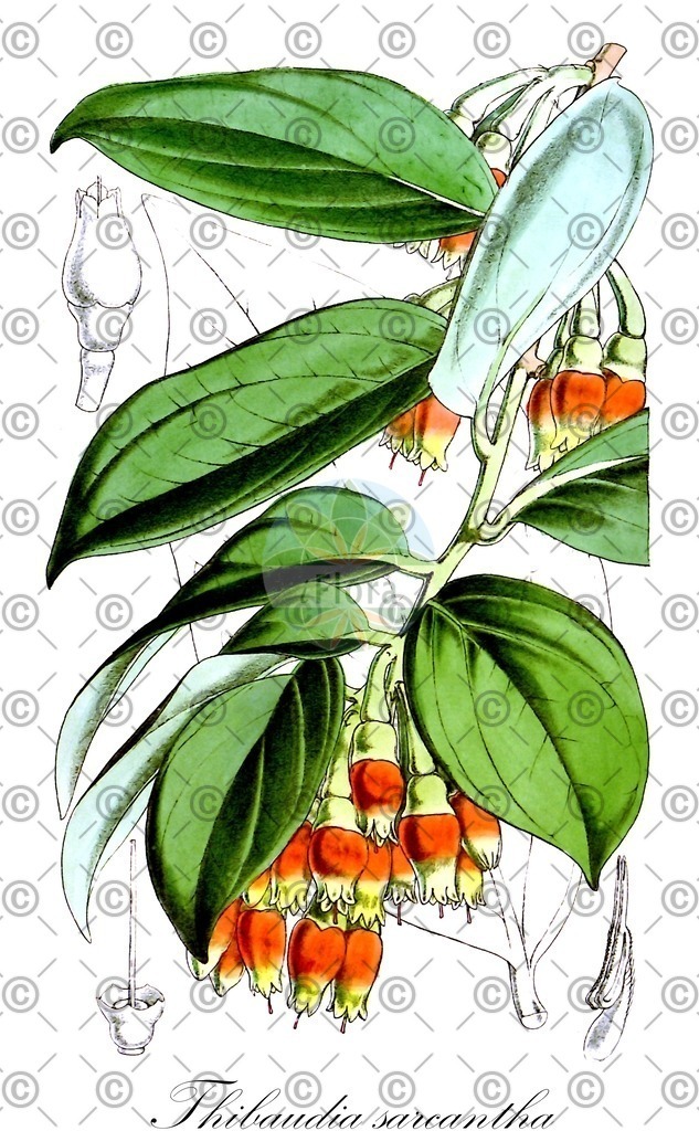 HistAbb_wfo-0000458855_1_ENZY_Simple | Historische Abbildung von Thibaudia sarcantha - Ericaceae | Historical Illustration of Thibaudia sarcantha - Ericaceae