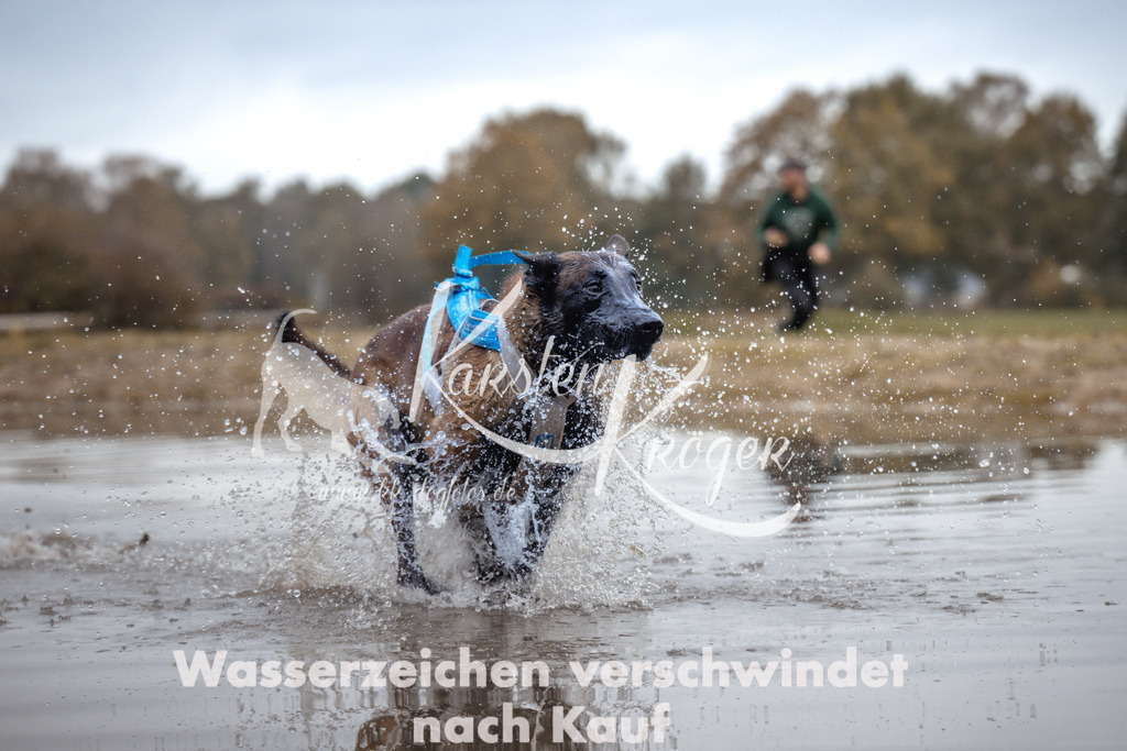 1358_ZZ95065 | kk-dogfotos