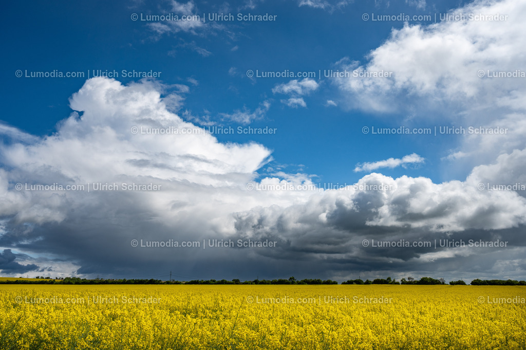 10049-14105 - Frühling am Huy | Stockfoto und Bilderpool mit Bildmaterial aus Deutschland, dem Harz, Halberstadt, Quedlinburg, Wernigerode und weltweit. Qualitativ hochwertige und professionelle Fotos anschauen und kaufen. - Realisiert mit Pictrs.com