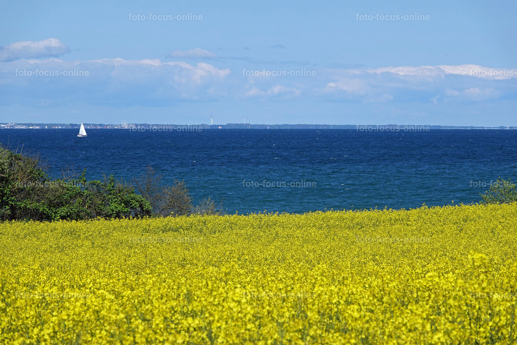 Rhapsody in yellow | rape fields