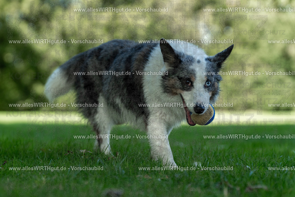 Hundeschwimmen_Volksbad_2026-allesWIRTHgut_Tierfotografie-2609061323-7R500711 | Professionelle Tierfotografie in Mönchengladbach von Daniel Wirth (allesWIRTHgut). Liebevolle & natürliche Bilder von Hunden & Katzen für unvergessliche Erinnerungen.