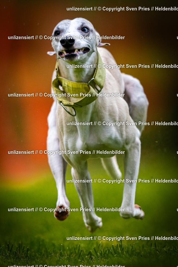 Sven Pries | 2025-09-21 - Hunderennen Baden-Oos - Realisiert mit Pictrs.com