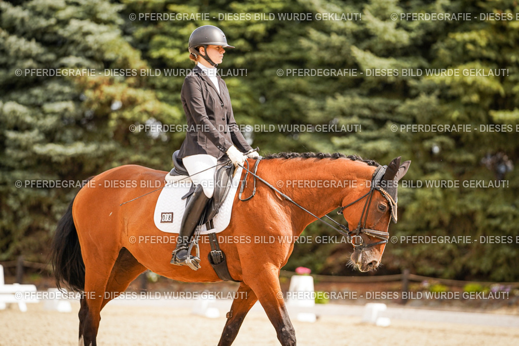 DSC01776 | Pferdegrafie