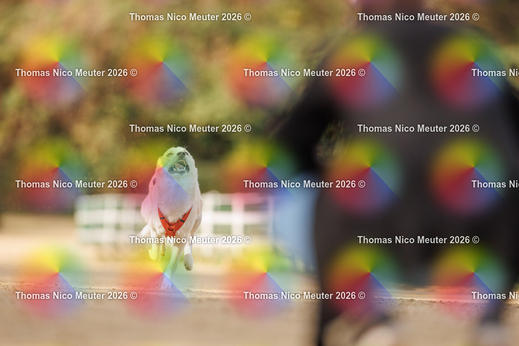 Thomas_Nico_Meuter(C)_03. Oktober 2026_223A8512 | Bild von Thomas Nico Meuter - Realisiert mit Pictrs.com