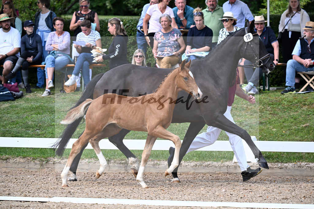 Kat-Nr. 10 Feliciano x Le Vivaldi_HF_Eder_29250337 | hf-fotografie - Realizzato con Pictrs.com