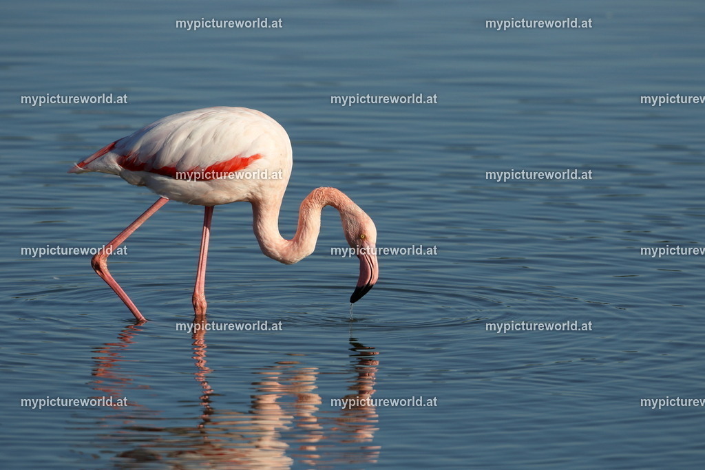 Rosaflamingo-086 | Das Bilderarchiv über Tiere, Planzen und Landschaften. In der Bilddatenbank finden Sie ein große Auswahl an hochwertigen Bilder für Ihre Werbung - Realisiert mit Pictrs.com