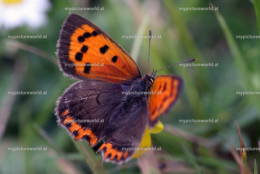 Lycaena phlaeas-021 | Das Bilderarchiv über Tiere, Planzen und Landschaften. In der Bilddatenbank finden Sie ein große Auswahl an hochwertigen Bilder für Ihre Werbung - Realisiert mit Pictrs.com