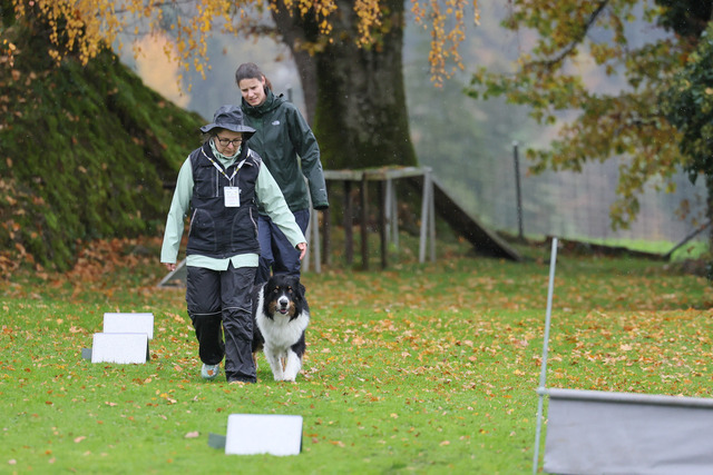 2025_Rally_Obedience_SM-25 | Ich fotografiere Hundeausstellungen, Sportanlässe, Zuchtstätten, Hundezucht, Hundeportrait, Lagotto - Realisiert mit Pictrs.com