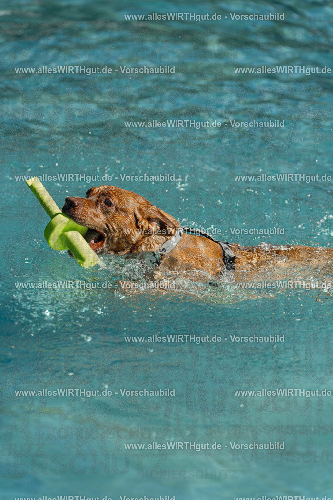 Hundeschwimmen_Volksbad_2026-allesWIRTHgut_Tierfotografie-2609061256-120628-7R500332 | Professionelle Tierfotografie in Mönchengladbach von Daniel Wirth (allesWIRTHgut). Liebevolle & natürliche Bilder von Hunden & Katzen für unvergessliche Erinnerungen.