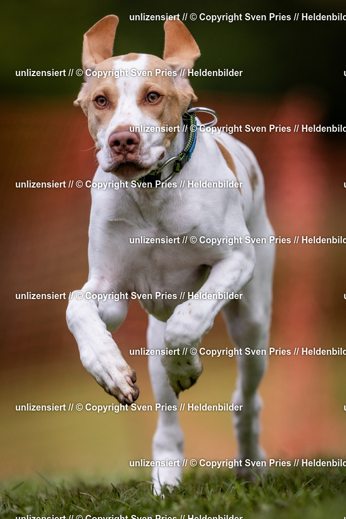 Sven Pries | 2024-04-21 - Hunderennen Baden-Oos
Foto: Sven Pries - Realisiert mit Pictrs.com