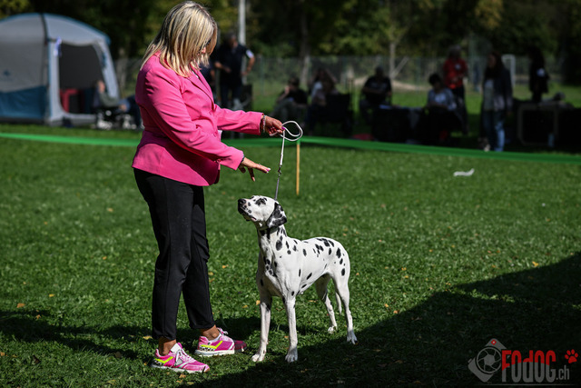Dalamtinerausstellung RGA Mainz 2023 | Dalamtinerausstellung RGA Mainz 2023. 30.09.2023 Foto: Leo Wyden