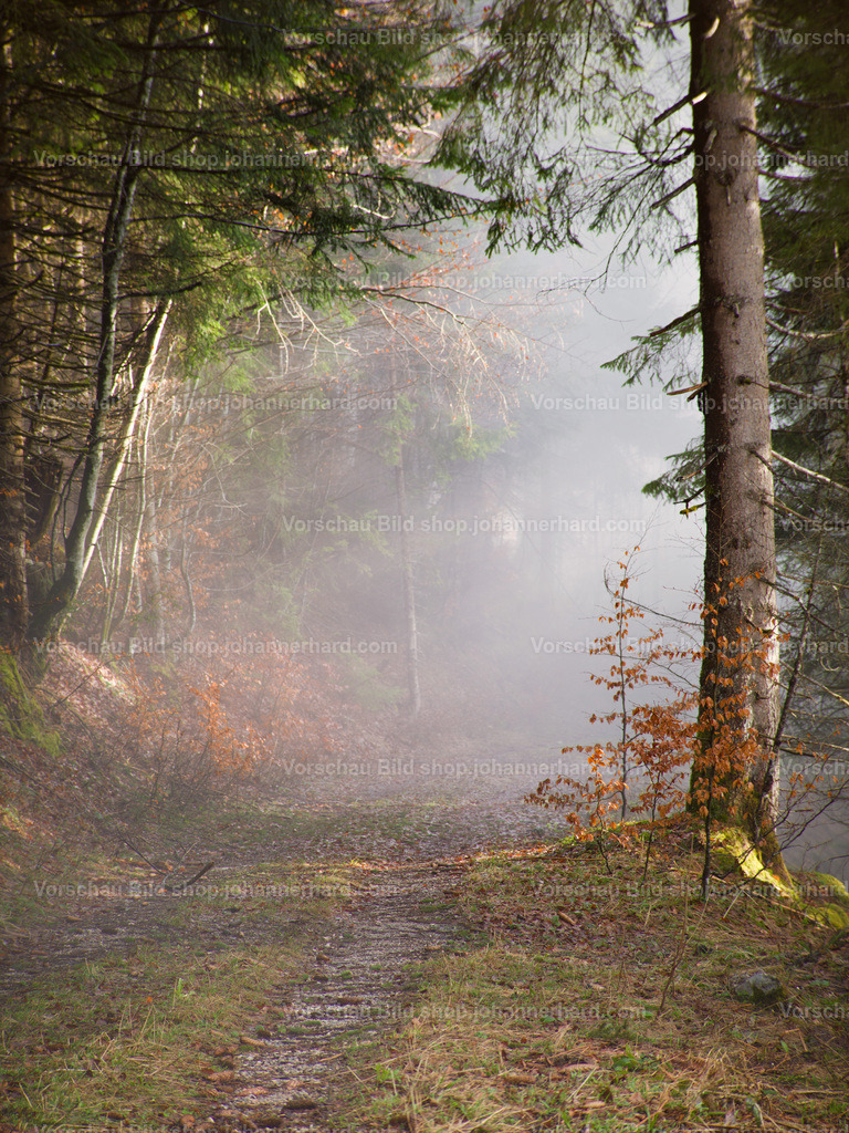 Im Wald | Fotograf Johann Erhard 360° Bilder, Rundbilder Panorama Kugelpanorama Werbeaufnahmen Portrait VR 3D Eventfotografie Hochzeitsfotografie, etc. Vollzeit Berufsfotograf für alle professionellen Bereiche, für Buchungen verfügbar 24/7/365 Tirol Südtirol Bayern - Realisiert mit Pictrs.com