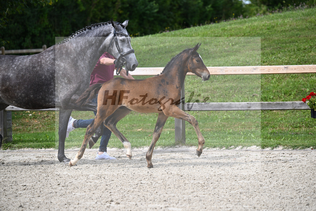 Cullinan du Borget B x Dalles VDL_Sanladerer_29240206 | hf-fotografie - Realizzato con Pictrs.com