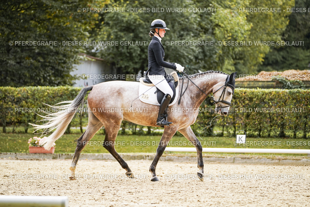 DSC01402 | Pferdegrafie