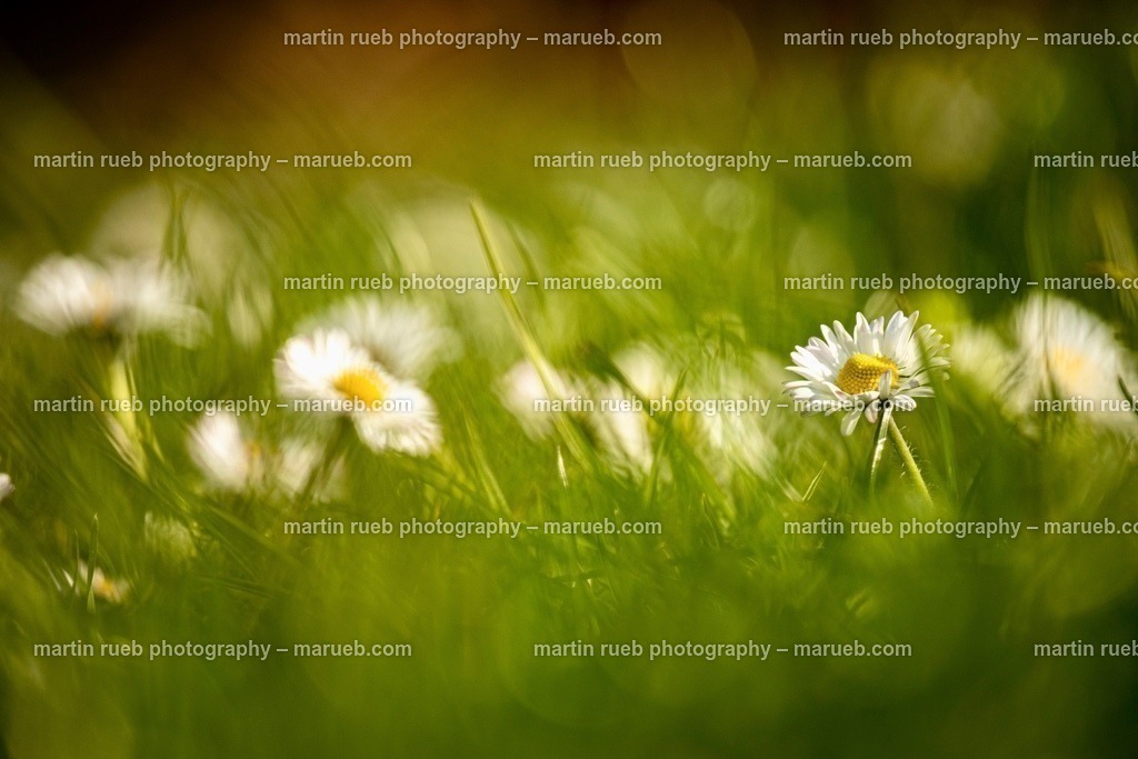Daisy | Focused daisy in the garden - Realisiert mit Pictrs.com