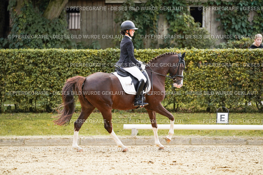 DSC01046 | Pferdegrafie