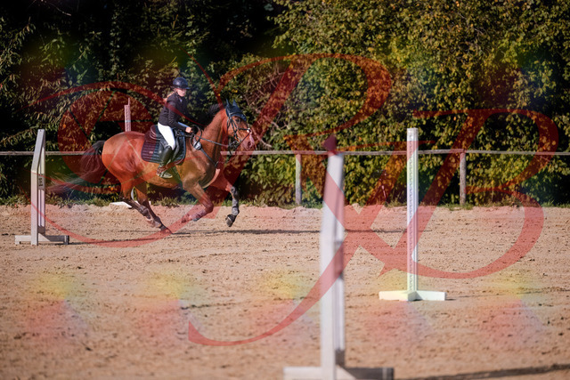2026_10_03_Siefer-Hof_154710_Z81_66530719 | Professionelle Reitsport-, Turnier- und Eventfotografie von Robert Broda. Galerien mit ausgewählten und bearbeiteten Bildern direkt online ansehen und bestellen.