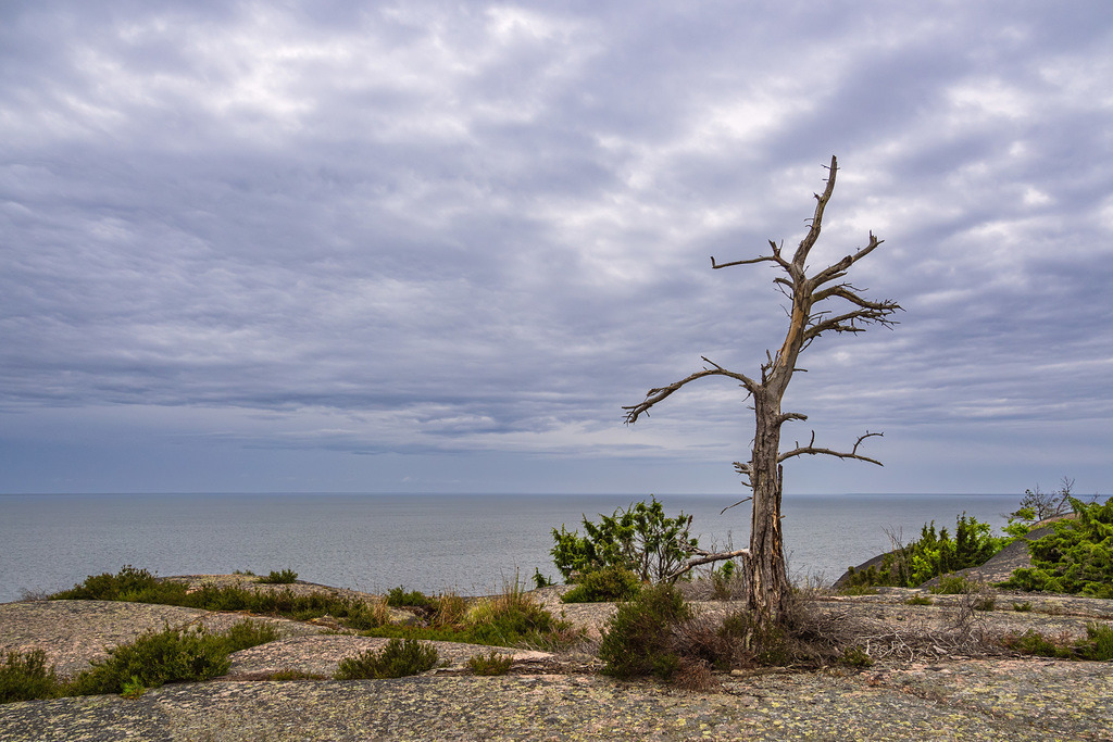 Ostseeküste mit Felsen und Baum auf der Insel Blå Jungfrun in Schweden | Ostseeküste mit Felsen und Baum auf der Insel Blå Jungfrun in Schweden.