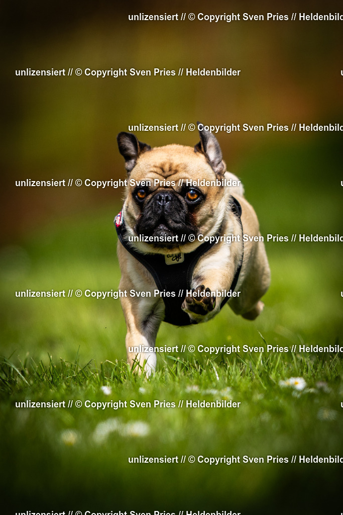 Sven Pries | 2025-04-13 - Hunderennen Baden-Baden - Realisiert mit Pictrs.com