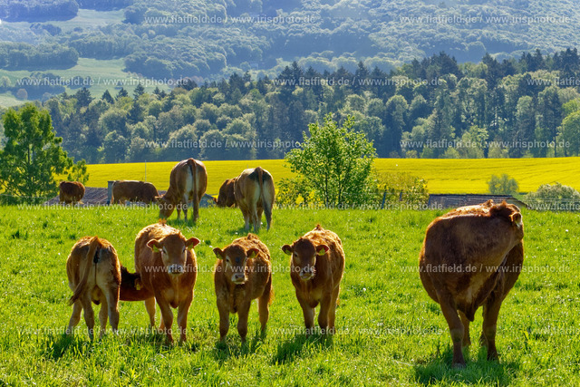 Kühe im Odenwald | Eine Kuhfamilie frühmorgens im Odenwald
