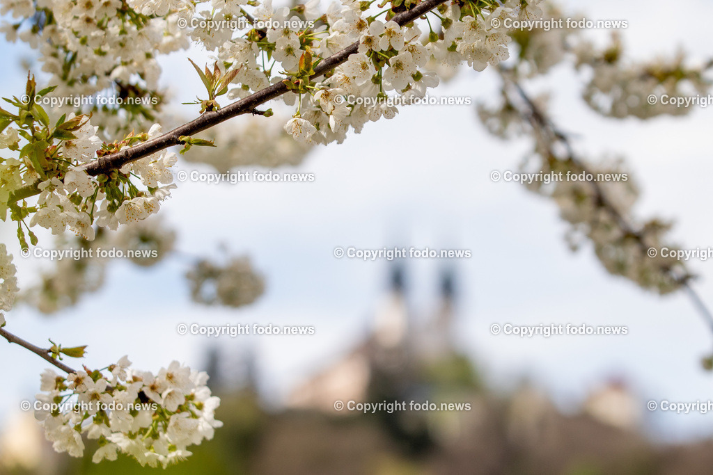 Linz_ Pöstlingberg_ 15.04.2025-9 | 15.04.2025, LINZ, AUT, Themenbild, im Bild Poestlingberg, Kirche, Berg, Fruehling, Himmel, Turm, Tuerme, Ausflugsziel, Poestlingbergkirche, Wallfahrtsbasilika, Wahrzeichen, Linz, Baeume, Pflanzen, Feature, Symbolbild