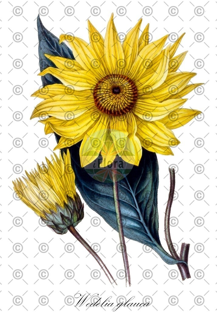HistAbb_wfo-0001186352_1_ENZY_Simple | Historische Abbildung von Wedelia glauca - Asteraceae | Historical Illustration of Wedelia glauca - Asteraceae