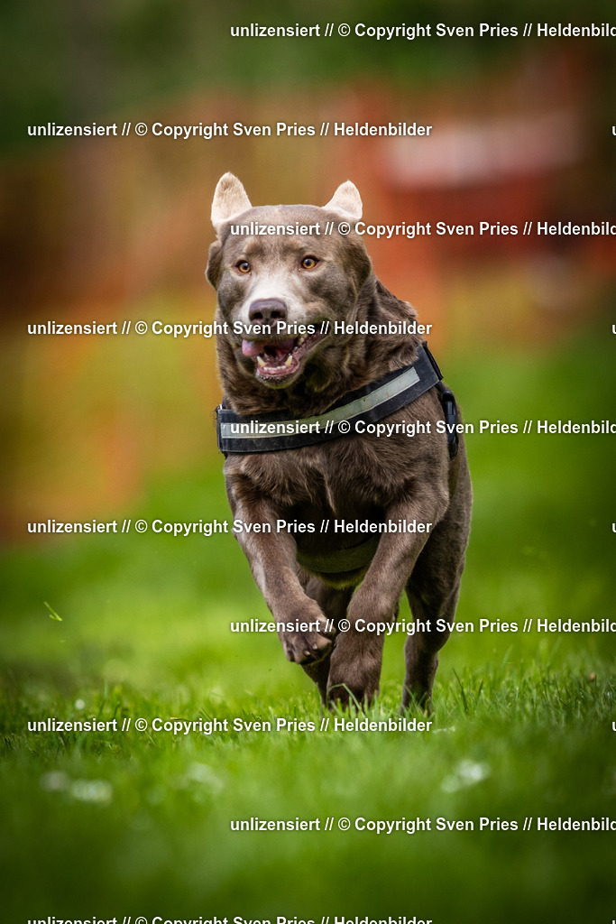 Sven Pries | 2025-04-13 - Hunderennen Baden-Baden - Realisiert mit Pictrs.com