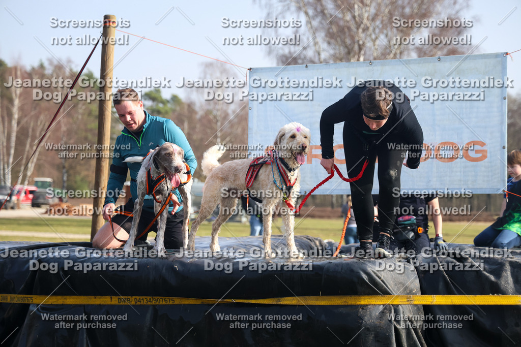 Dog Paparazzi - Strongdog North Mrz26-1519 | Dog Paparazzi Jeanette Grottendiek Fotografie & Videografie - Realisiert mit Pictrs.com