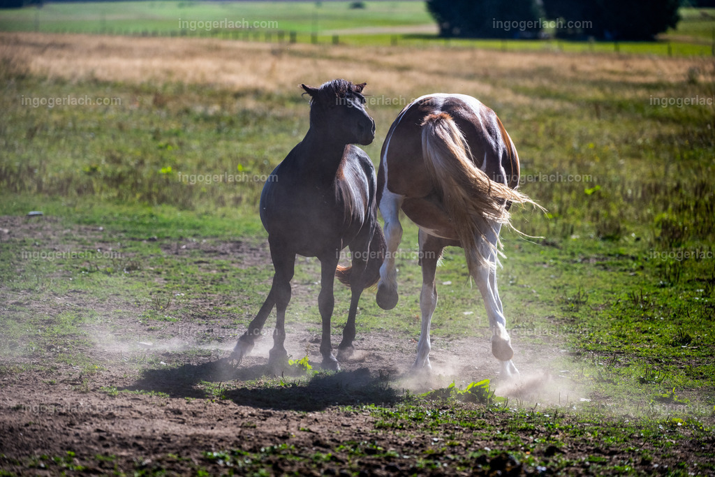 kämpfende Islandhengste | Ingo Gerlach