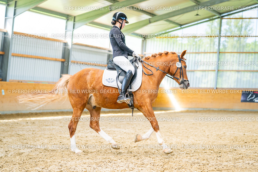 DSC08170 | Pferdegrafie