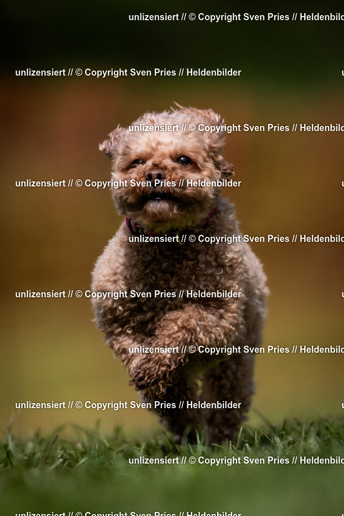 Sven Pries | 2024-04-21 - Hunderennen Baden-Oos
Foto: Sven Pries - Realisiert mit Pictrs.com