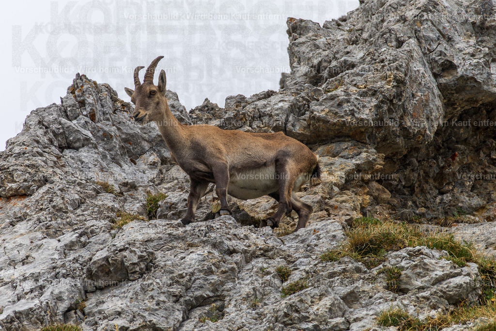 Steinbock am Pilatua | Stimmungsvolle Fotokunst aus Luzern. Erlebe den Pilatus, den See und die Stadt Luzern in exklusiven Aufnahmen in der Fotogalerie & Shop. - Realisiert mit Pictrs.com