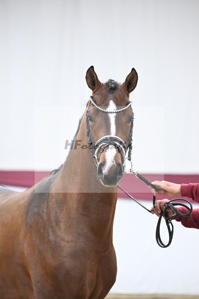 Kat-Nr. 120 Fanegro x Bequia_Johannes Gaab_47253900 | hf-fotografie - Realisiert mit Pictrs.com