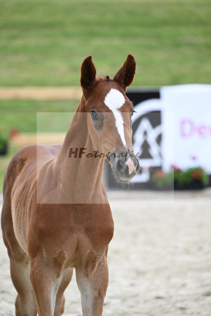 Kat-Nr. 33 SF Denzel von het Meulenhof_Feigl_17231240 | hf-fotografie - Realizzato con Pictrs.com