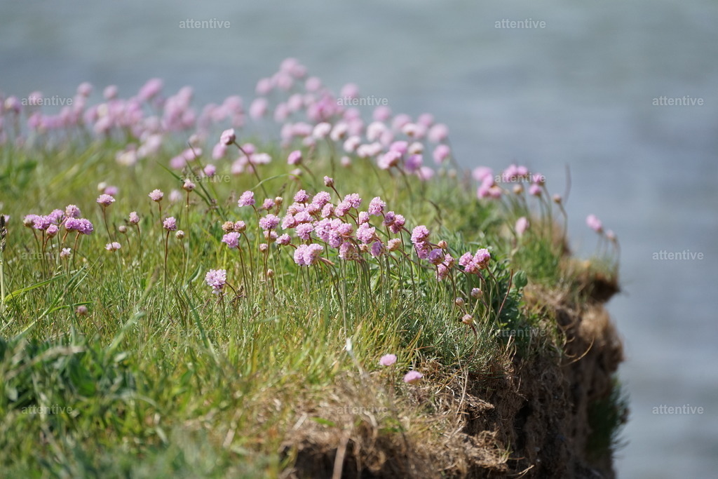 Klippe | Gold, Fehmarn, Deutschland - Realisiert mit Pictrs.com
