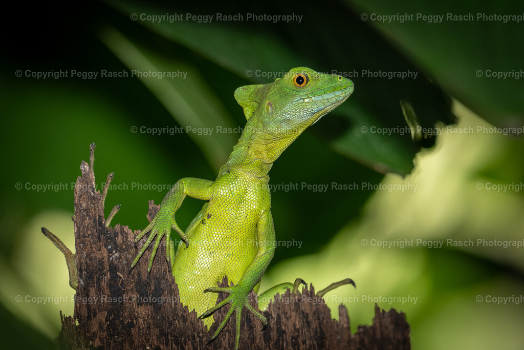 Lizard (4) | PeggyRaschPhotography - Realisiert mit Pictrs.com