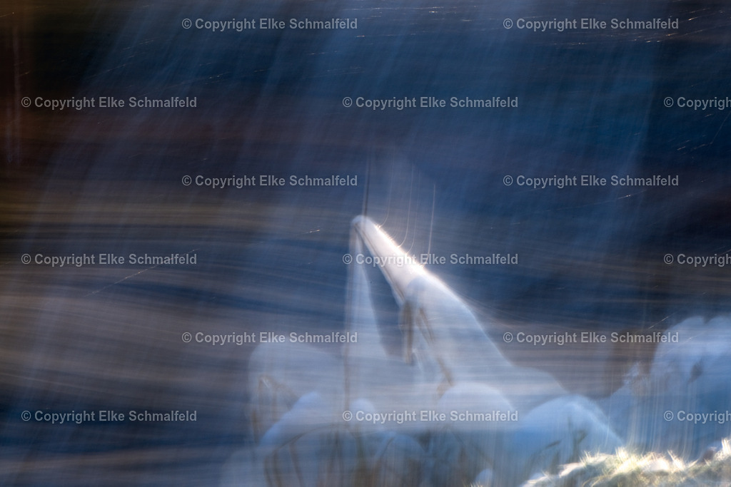 Eishauch | Elke Schmalfeld - Realisiert mit Pictrs.com