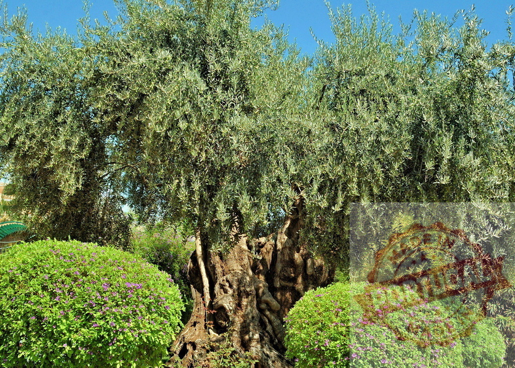 Ancient olive tree growing in sunny garden | Ancient olive tree displaying gnarled trunk and green foliage under clear blue sky - Realized with Pictrs.com