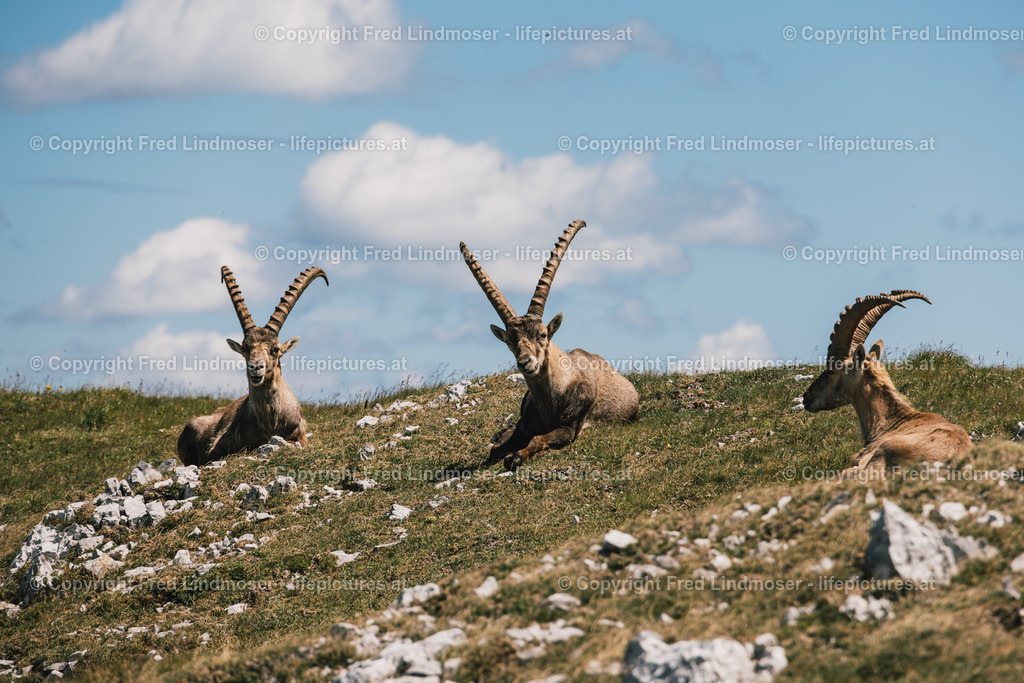Hochschwab Rundwanderung mit Steinbock Anblick 13072022-1847 | Fotos und Fotoprodukte - Realisiert mit Pictrs.com