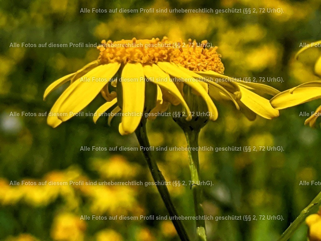 IMG_20200517_141339-01 | krollfotografie - Realisiert mit Pictrs.com