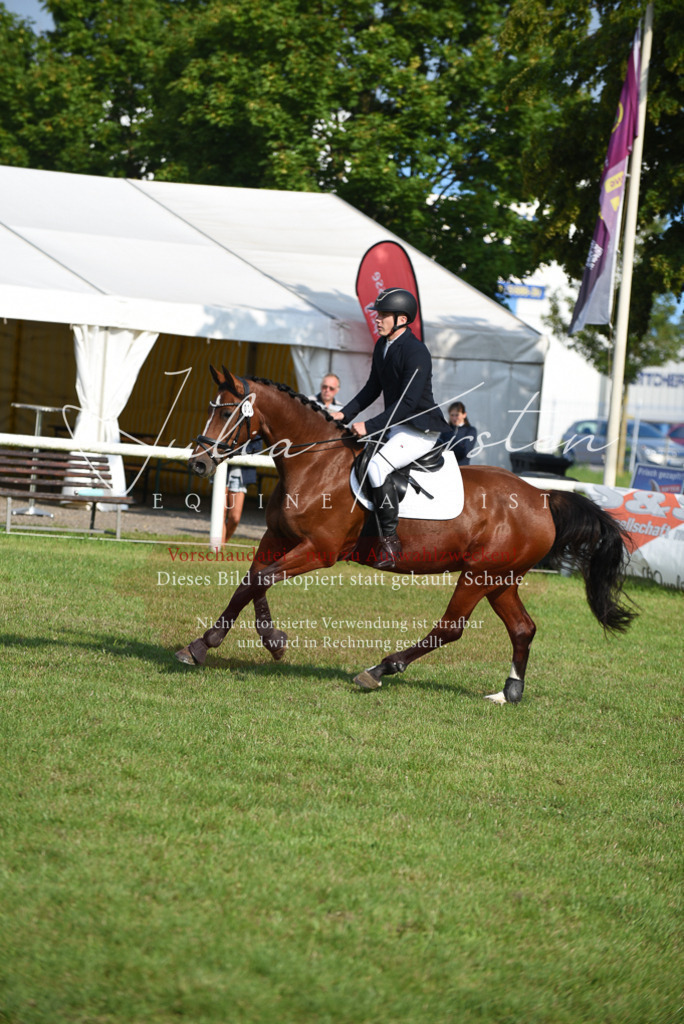 DSC_8723 | Pferde- und Turnierfotografie in Westsachsen. Pferdeportraits, Auftragszeichnungen und intuitive Kunst.