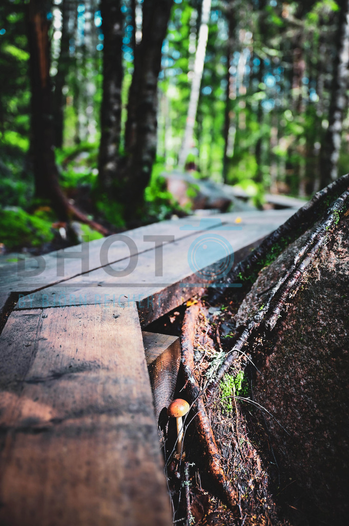 Mushroom way | Landschaft
© Björn Reichert/Bhoto.de