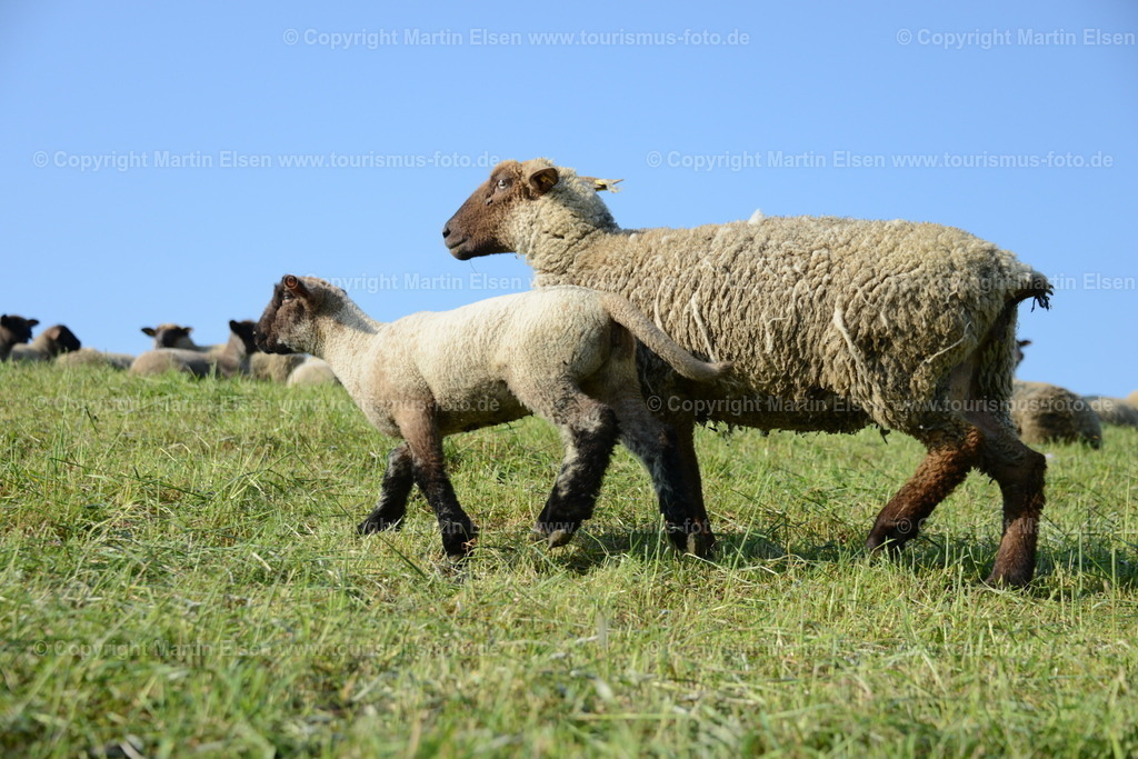 Krautsand_ELS_2134 | Kehdingen - Aufnahmedatum: 02.05.2012, Aufnahmehöhe:  m, Koordinaten:  - , Bildgröße: 7360 x  4912 Pixel - Copyright 2012 by Martin Elsen, Kontakt: Tel.: +49 157 74581206, E-Mail: info@schoenes-foto.deSchlagwörter: Elbe, Krautsand,Drochtersen,Deich,Leuchtturm,Tidenkieker, - Realisiert mit Pictrs.com