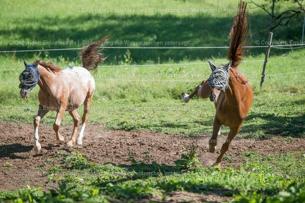 20160823_Wallache_beim_Spielen_0005 | Foto: Thomas Hartig